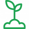 sprout